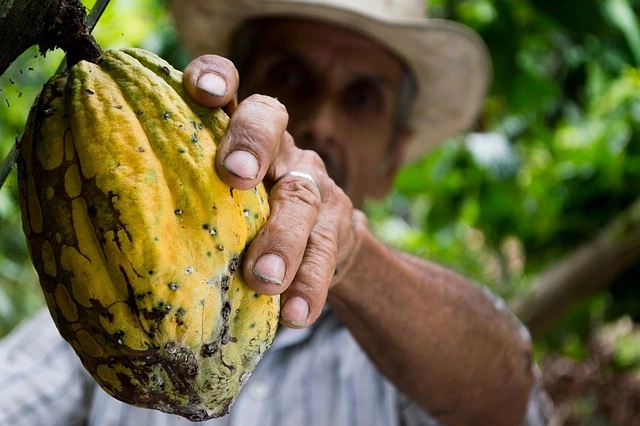 cocoa farming