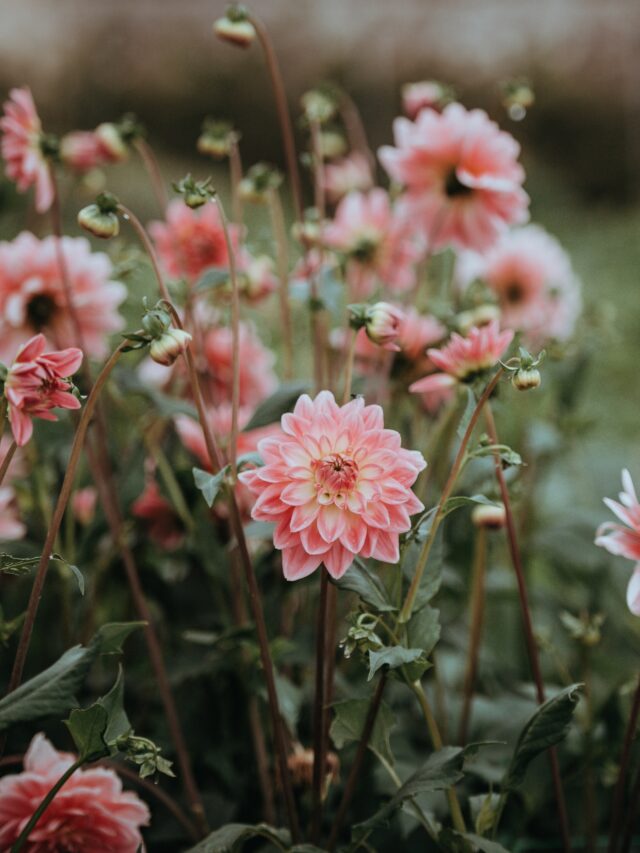 10-flowering-plants-that-you-can-grow-in-september