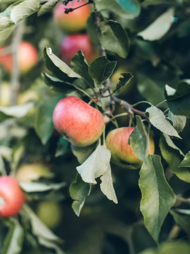 apple-industry-is-facing-challenges-in-kashmir