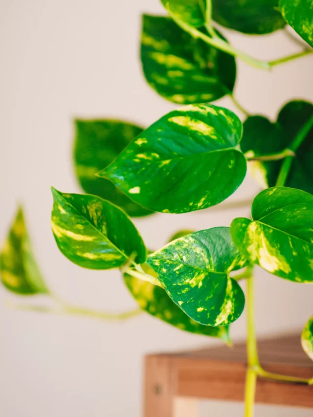 how-to-grow-money-plant-in-water