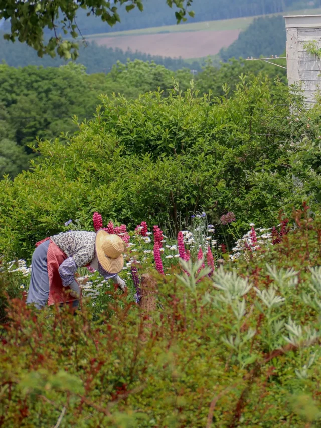 know-about-masanobu-fukuoka-way-of-natural-farming