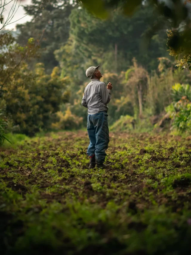 milpa-agriculture-is-practiced-in-which-country