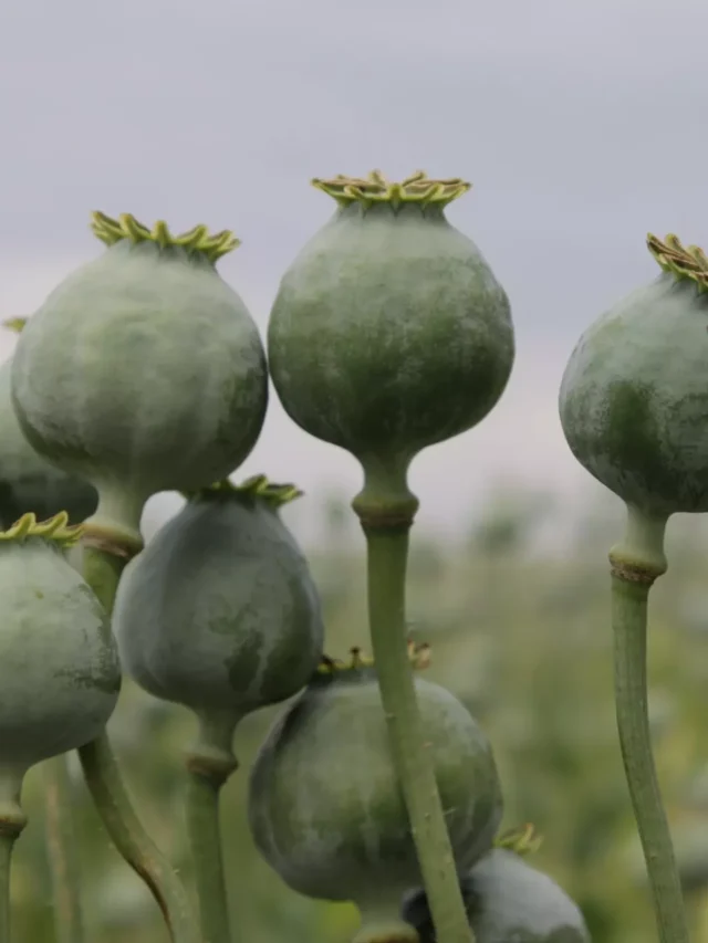 more-indian-farmers-can-get-opium-production-license
