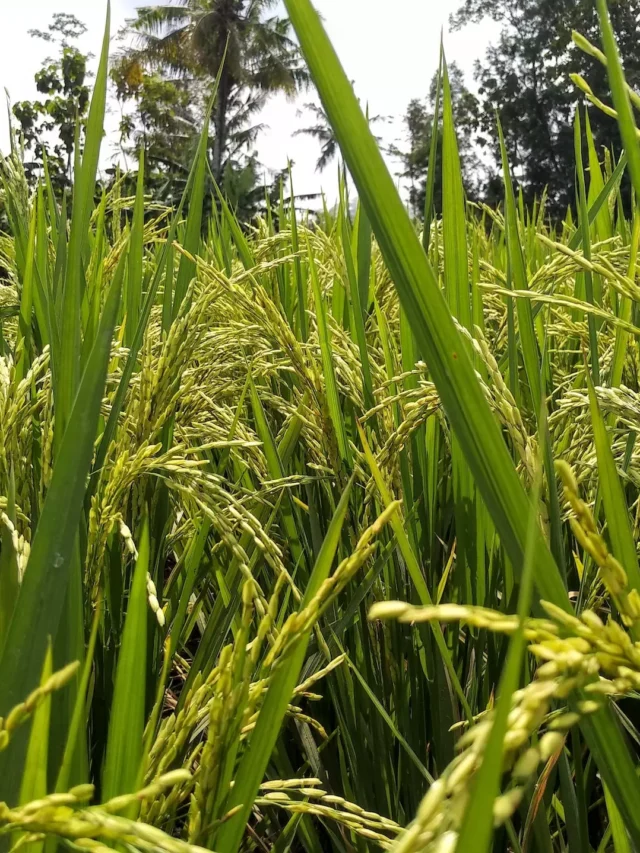 these-agricultural-products-are-exported-to-kuwait-from-india