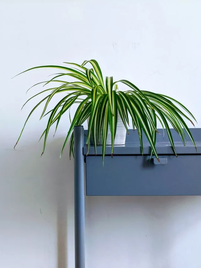 top-10-fast-growing-indoor-plants