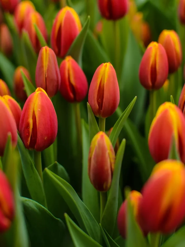 top-10-flower-producing-states-in-the-united-states