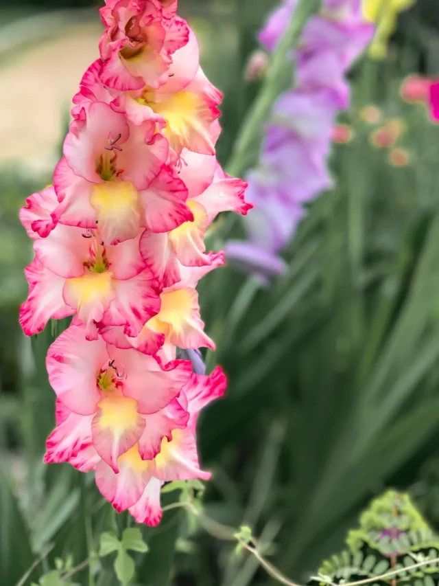 top-10-gladiolus-producing-states-in-india