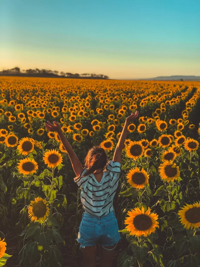 top-10-sunflower-producing-countries-in-the-world