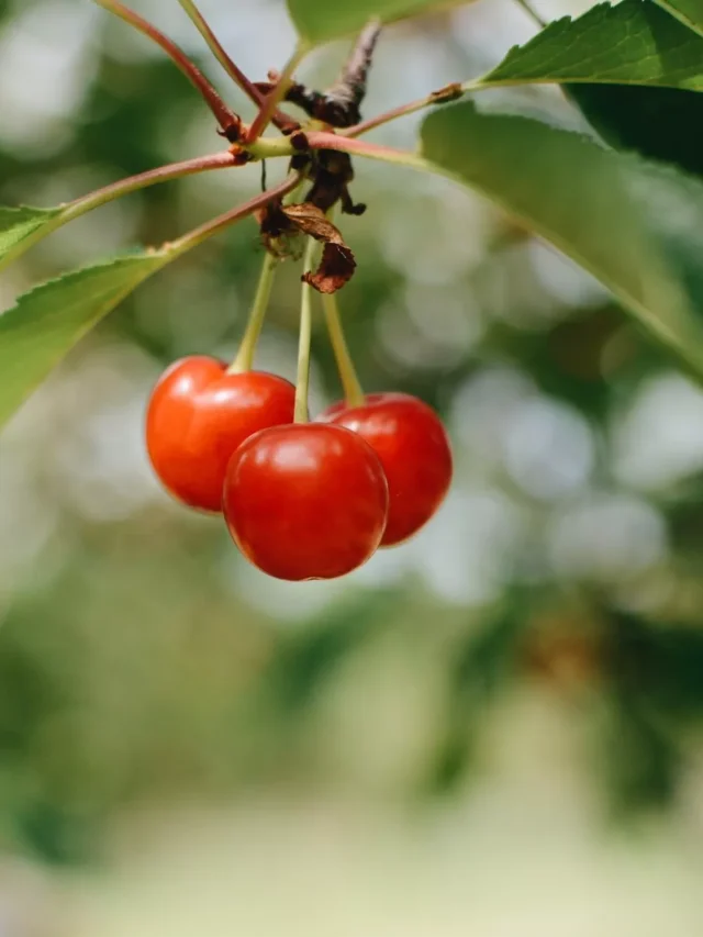 top-3-tart-cherry-producing-states-in-the-united-states