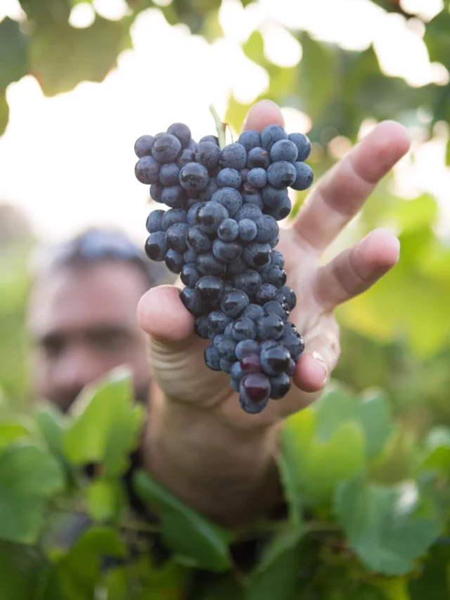 top-5-agricultural-products-exported-to-united-kingdom-from-india