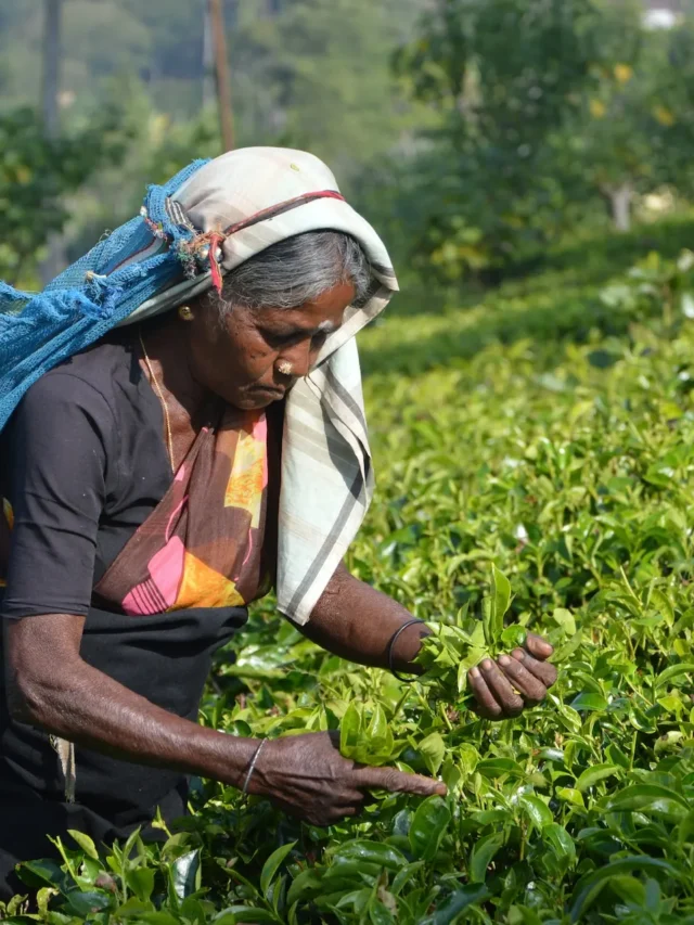 whats-chena-agriculture-system-of-srilanka