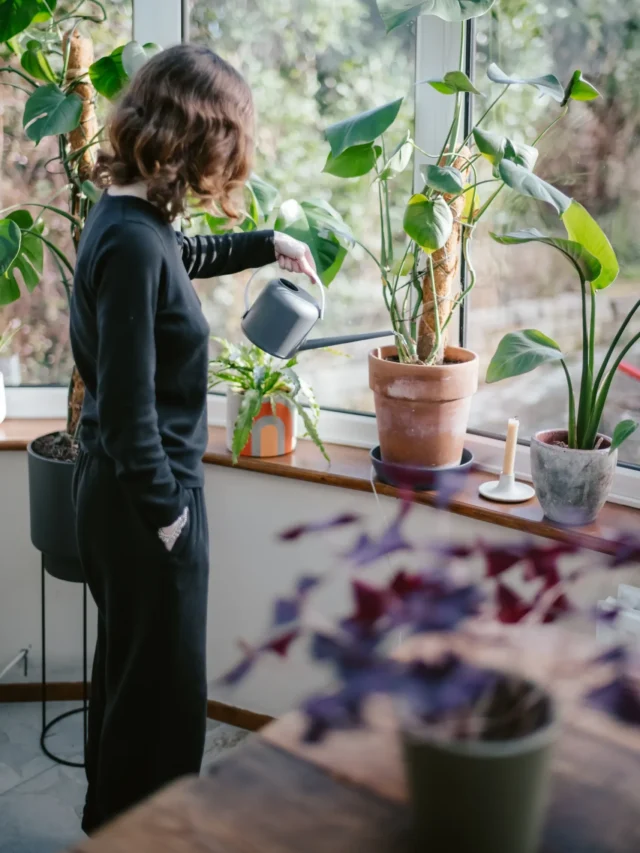 whats-the-best-time-to-water-your-plants