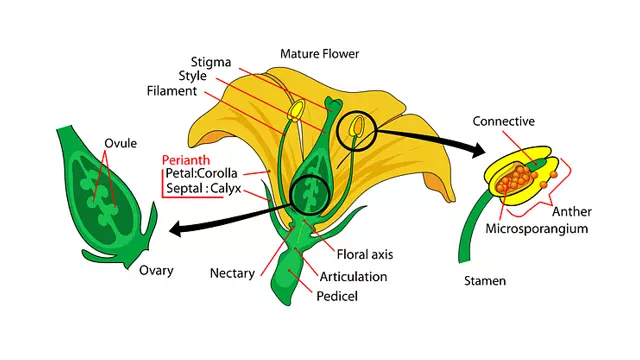 Parts Of A Flower With Diagram & Functions