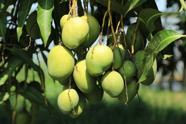 Top 10 Mango Producing Countries & States In India