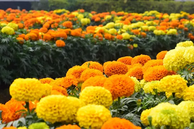 marigold farming