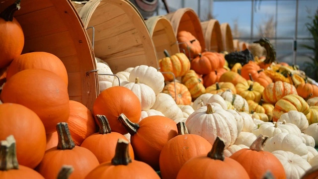 Pumpkins are technically what kind of food?