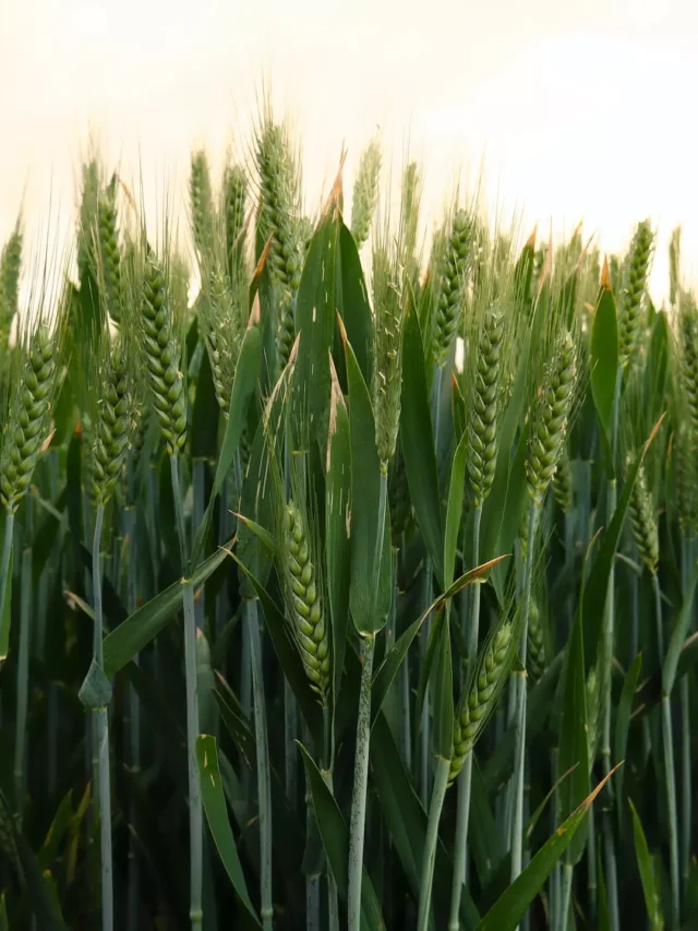 farmers-of-india-can-sow-wheat-from-october-to-december