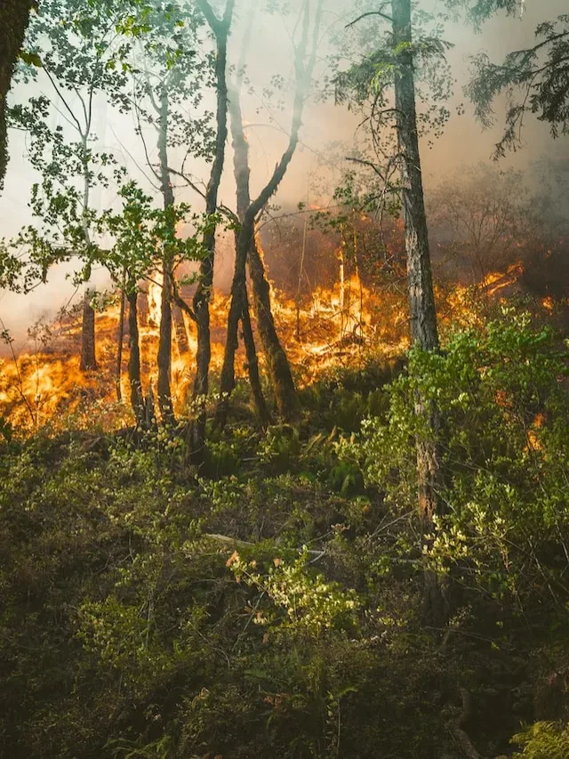 how-does-slash-burn-farming-impact-agriculture