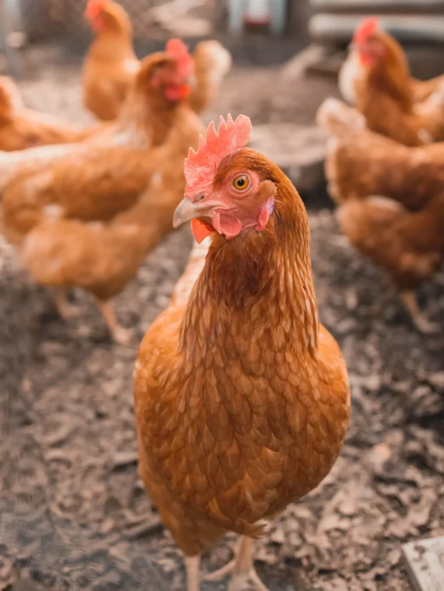 increase-crop-yield-by-using-chicken-poop