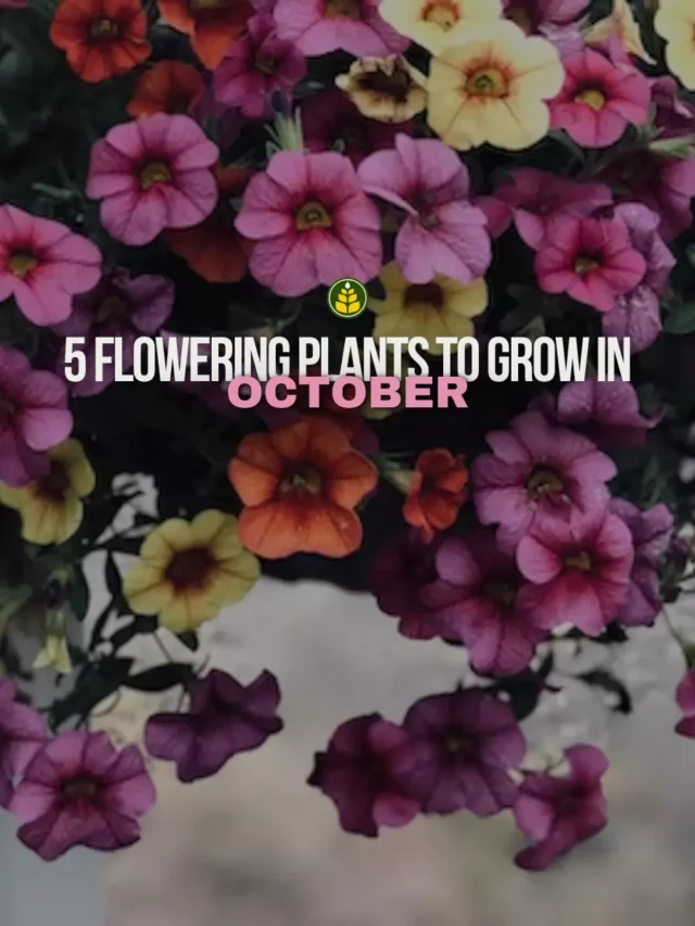 start-growing-these-5-flowering-plants-in-october