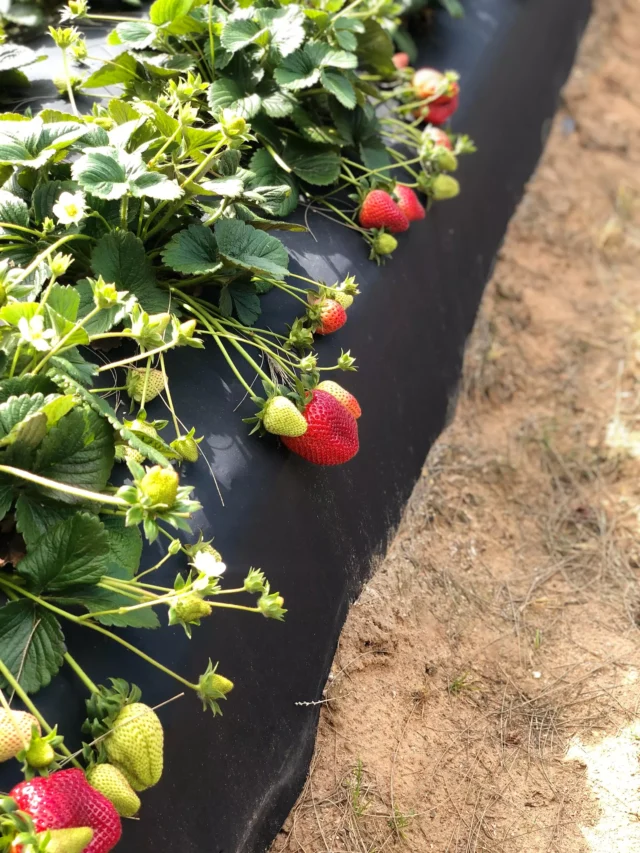 the-best-time-to-start-planting-strawberries