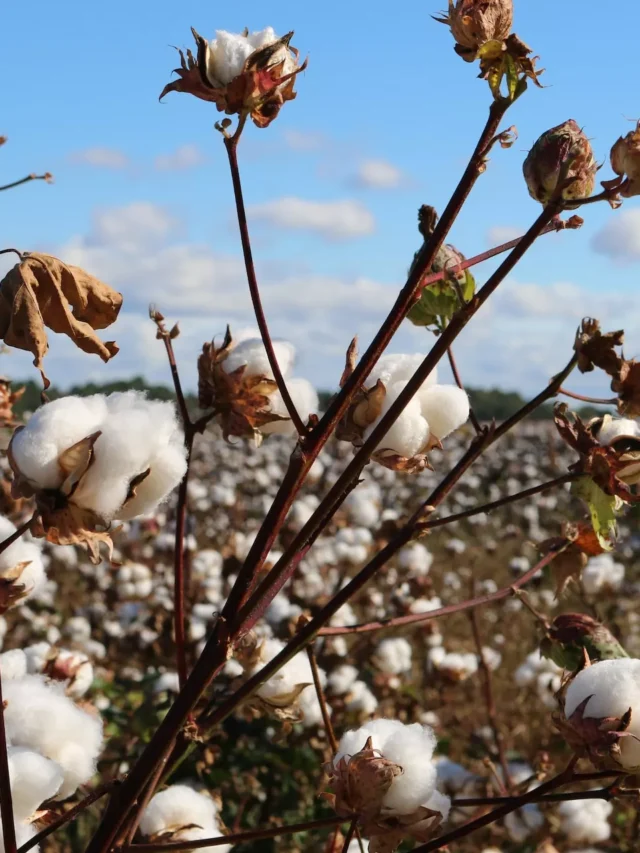 tnau-predicts-that-cotton-prices-will-rise-above-msp