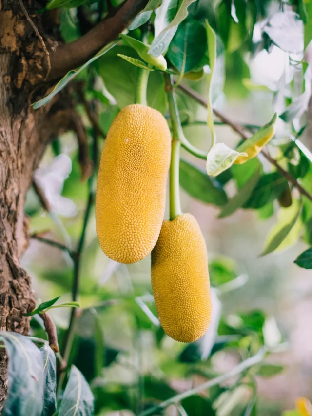 top-10-jack-fruit-producing-states-in-india