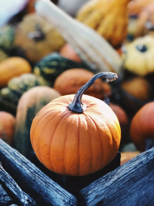 top-10-pumpkin-producing-states-in-india