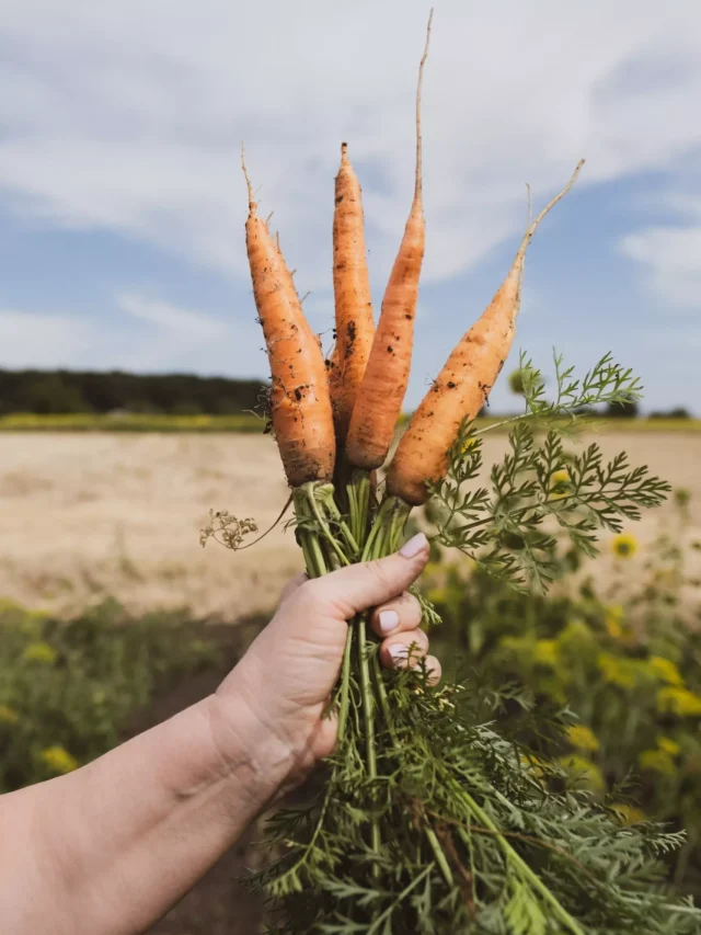 top-3-carrot-producing-states-in-the-united-states