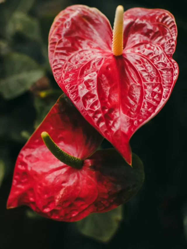 top-5-anthurium-producing-states-in-india