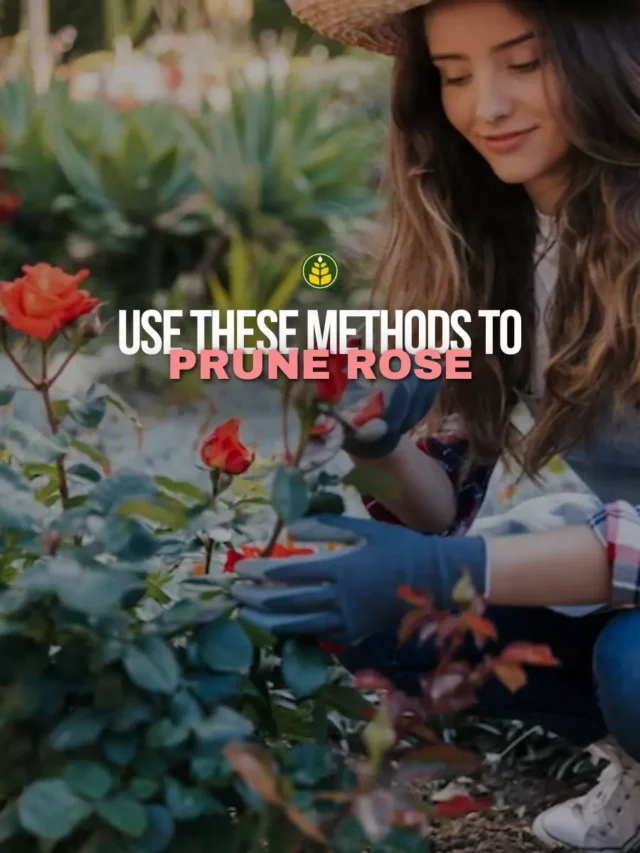 winter-is-coming-its-time-to-prune-your-roses