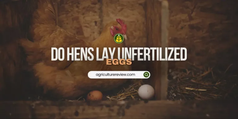 Do hens lay unfertilized eggs?