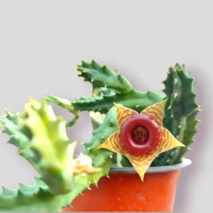 life-saver-cactus-plant