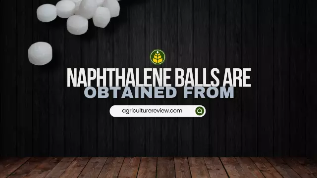 Naphthalene balls are obtained from