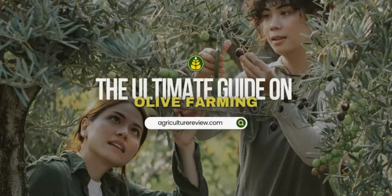 Guide On Olive Farming For Optimum Yield