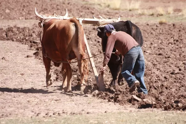 plowing