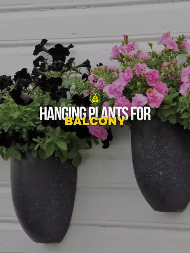 hang-these-plants-in-your-balcony-during-winters