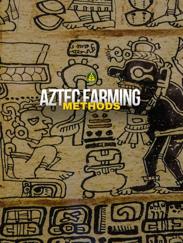 how-people-of-aztec-culture-used-to-practice-agriculture
