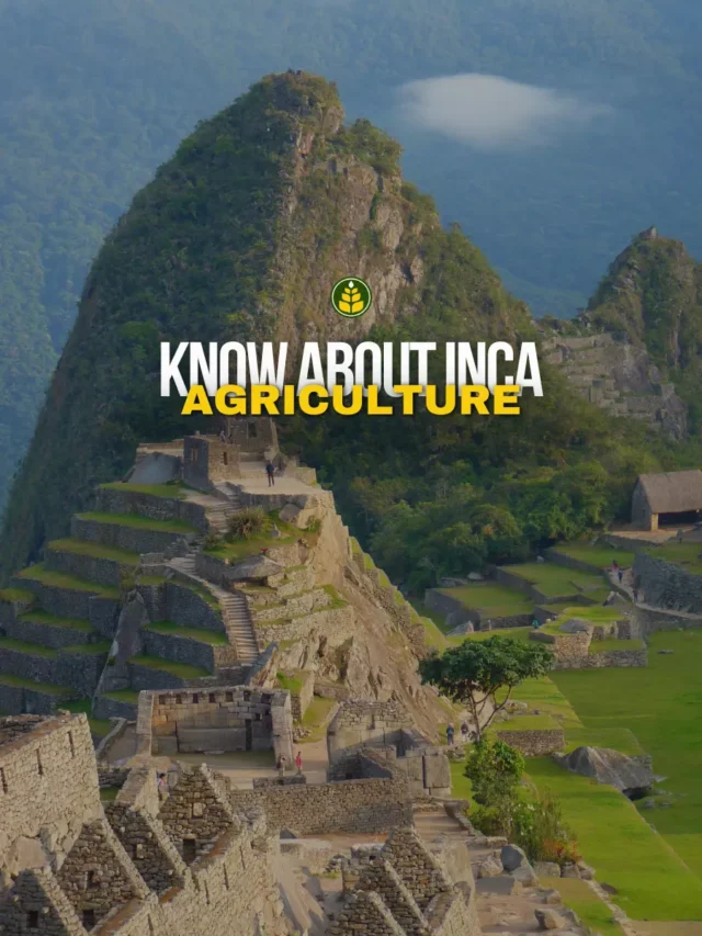 how-people-of-inca-empire-used-to-practice-agriculture