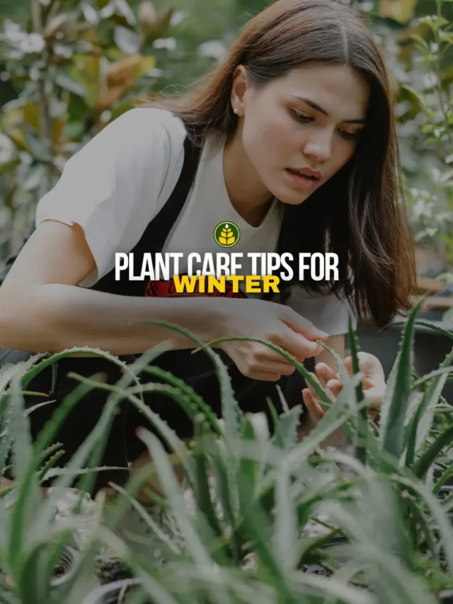 how-to-take-care-of-your-plants-in-winter