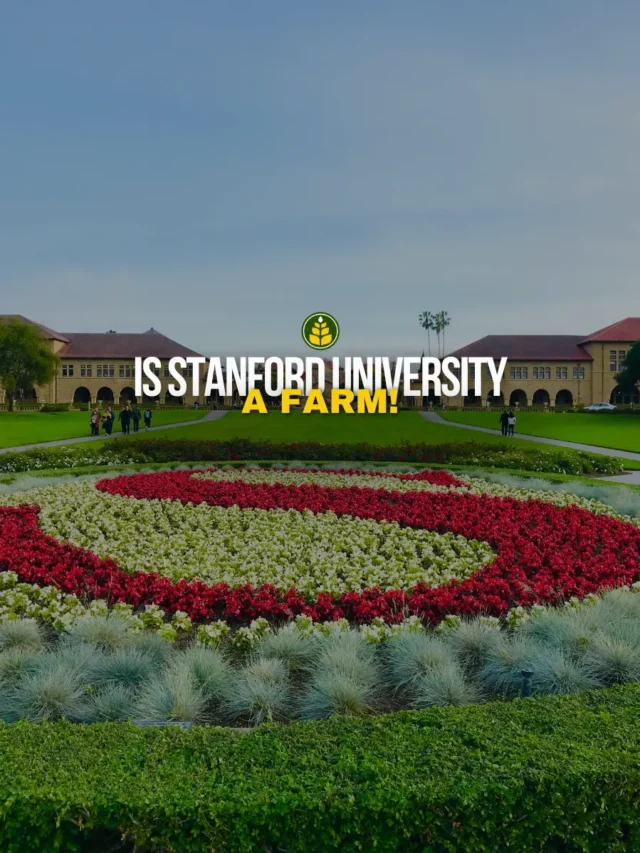 why-is-stanford-called-a-farm