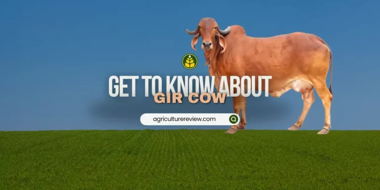 What Is Gir Cow, Features, Price & Market