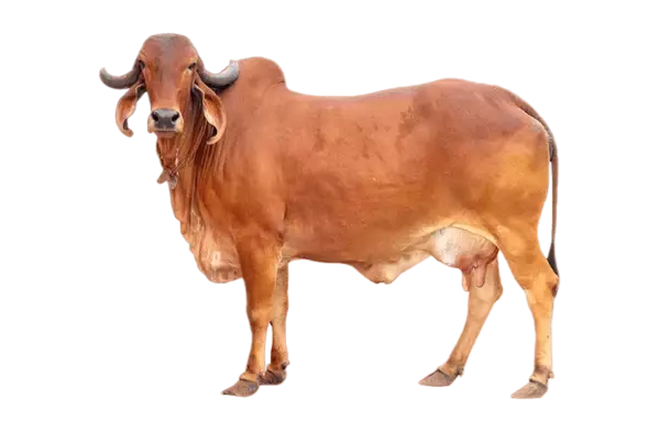 gir-cow
