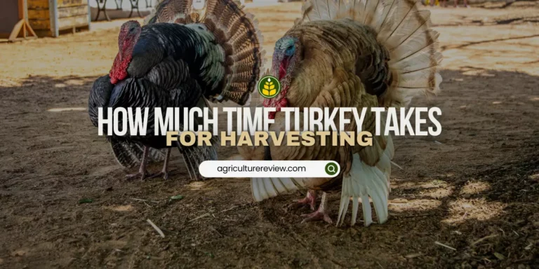 How long does it take from the time a turkey is hatched until it is harvested?