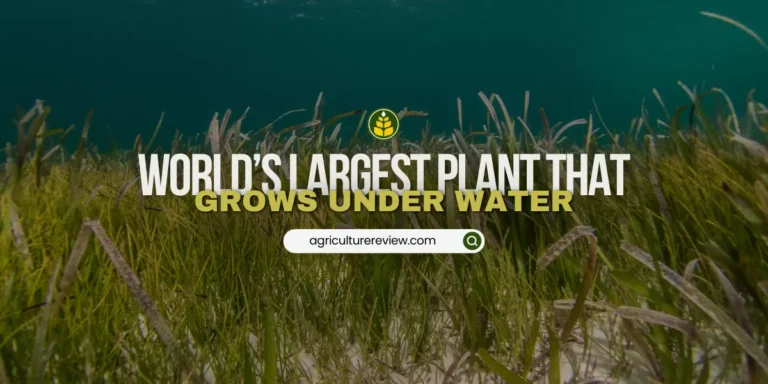In which country has the world’s largest plant growing under water been discovered?