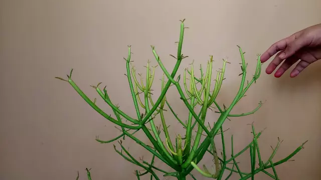 pencil-cactus-plant-care-guide