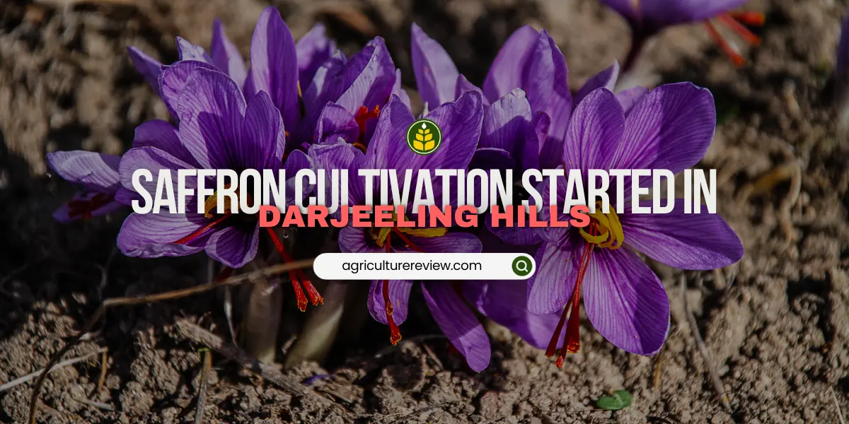 saffron-in-darjeeling