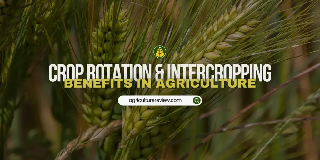 what-are-the-advantages-of-intercropping-and-crop-rotation