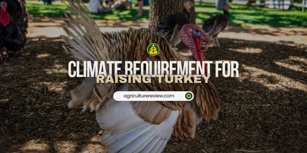 what-climate-can-turkeys-be-raised-in