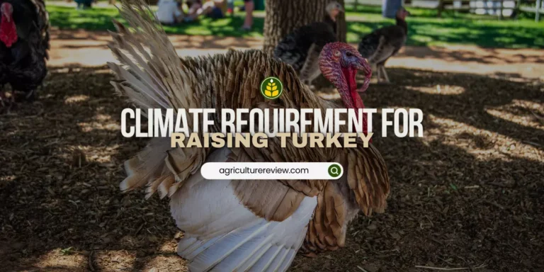 What climate can turkeys be raised in?